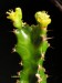 Euphorbia enormis.jpg