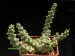 Euphorbia gorgonis.jpg