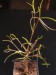 Euphorbia hedyotoides.jpg