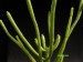 Euphorbia leucodendron.jpg