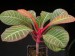 Euphorbia leuconeura.jpg