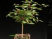 Euphorbia mahabobokensis.jpg