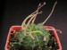 Euphorbia meloformis ssp.valida.jpg