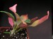 Euphorbia millotii.jpg