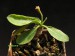 Euphorbia primulifolia v.begardii.jpg