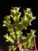 Euphorbia richardsiae.jpg