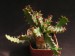 Euphorbia squarrosa.jpg