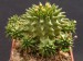 Euphorbia susannae.jpg
