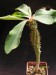 Euphorbia viguieri v.ankarafantsiensis.jpg