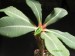 Euphorbia viguieri v.capuroniana.jpg