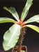 Euphorbia viguieri.jpg