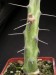 Euphorbia xylacantha.jpg
