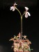 Pelargonium quinquelobatum.jpg