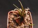 Haworthia angustifolia.jpg