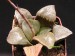 Haworthia springbokvlakensis.jpg
