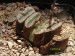 Haworthia truncata, RSA, Vanwyjkskraal.jpg