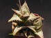 Haworthia venosa ssp.tesselata.jpg