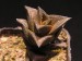 Haworthia viscosa.jpg