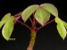 Jatropha gossypiifolia.jpg