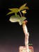 Jatropha macrantha.jpg