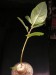 Jatropha pruinifolia.jpg