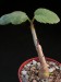 Jatropha spicata.jpg