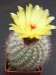 Notocactus scopa v.xicoi 2.jpg