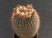 Notocactus scopa.jpg