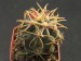 Glandulicactus mathissonii.jpg