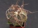 Astrophytum capricorne.jpg