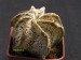Astrophytum niveum.jpg
