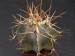 Astrophytum ornatum 2.jpg