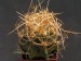 Astrophytum senile 2.jpg