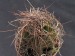 Astrophytum senile.jpg