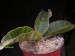 Sansevieria hyacinthoides 2.jpg