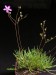 Talinum teretifolium.jpg