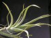 Tillandsia paucifolia.jpg