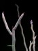Pedilanthus tithymaloides.jpg