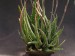 Aloe albiflora   JM.jpg