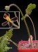 Pelargonium pulverulentum.jpg