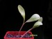 Othonna cakilifolia.jpg