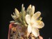 Avonia quinaria ssp.alstonii.jpg