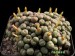 Conophytum truncatum.jpg
