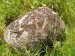 SL - osamělý žulový kámen na louce