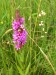 KO - Kocelovice - kyprej vrbice (Lythrum salicaria) a třeslice prostřední (Briza media)