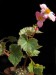 Begonia micranthera