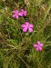 PZ5 - hvozdík kropenatý (Dianthus deltoides)
