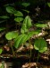 Liliaceae - pstroček dvoulistý (Majanthemum bifolium)
