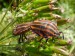 Hmyz (ploštice) - kněžice páskovaná (Graphosoma italicum)