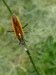 Hmyz (ploštice) - klopuška hnědožlutá - samec (Leptopterna dolabrata)